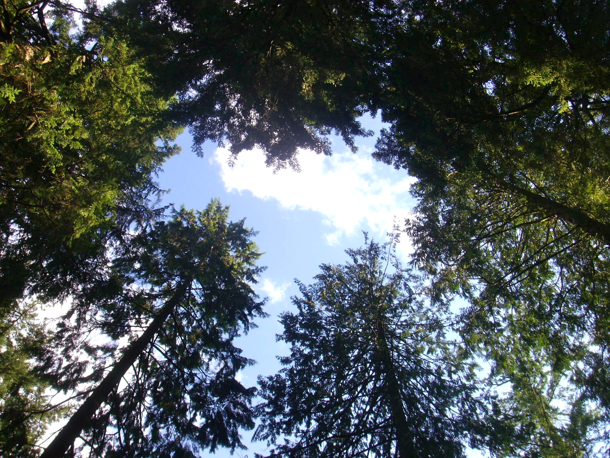 View of the sky looking up through the trees