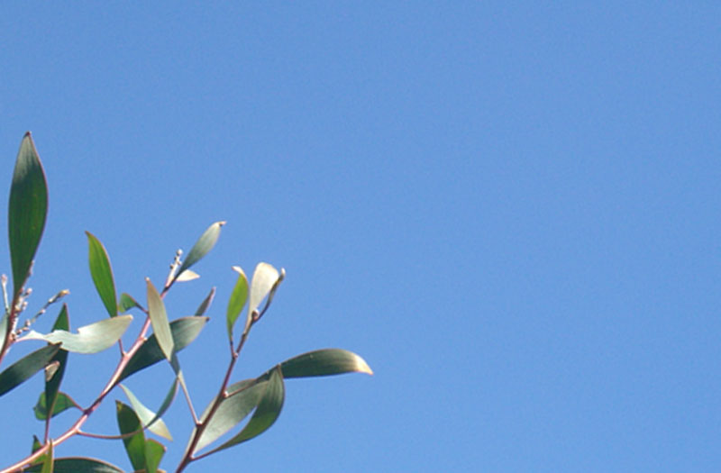 New leaves of a hakea tree shown against a clear blue sky