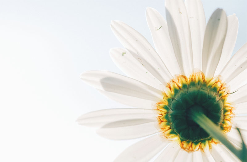 Detail of a white flower against a pale sky